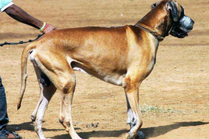 10 Najlepszych dużych ras psów na świecie - tytuły, zdjęcia i krótki opis 10 Najlepszych dużych ras psów na świecie - tytuły, zdjęcia i krótki opis